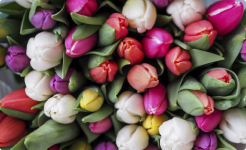 Интернет-магазин - Королевство цветов